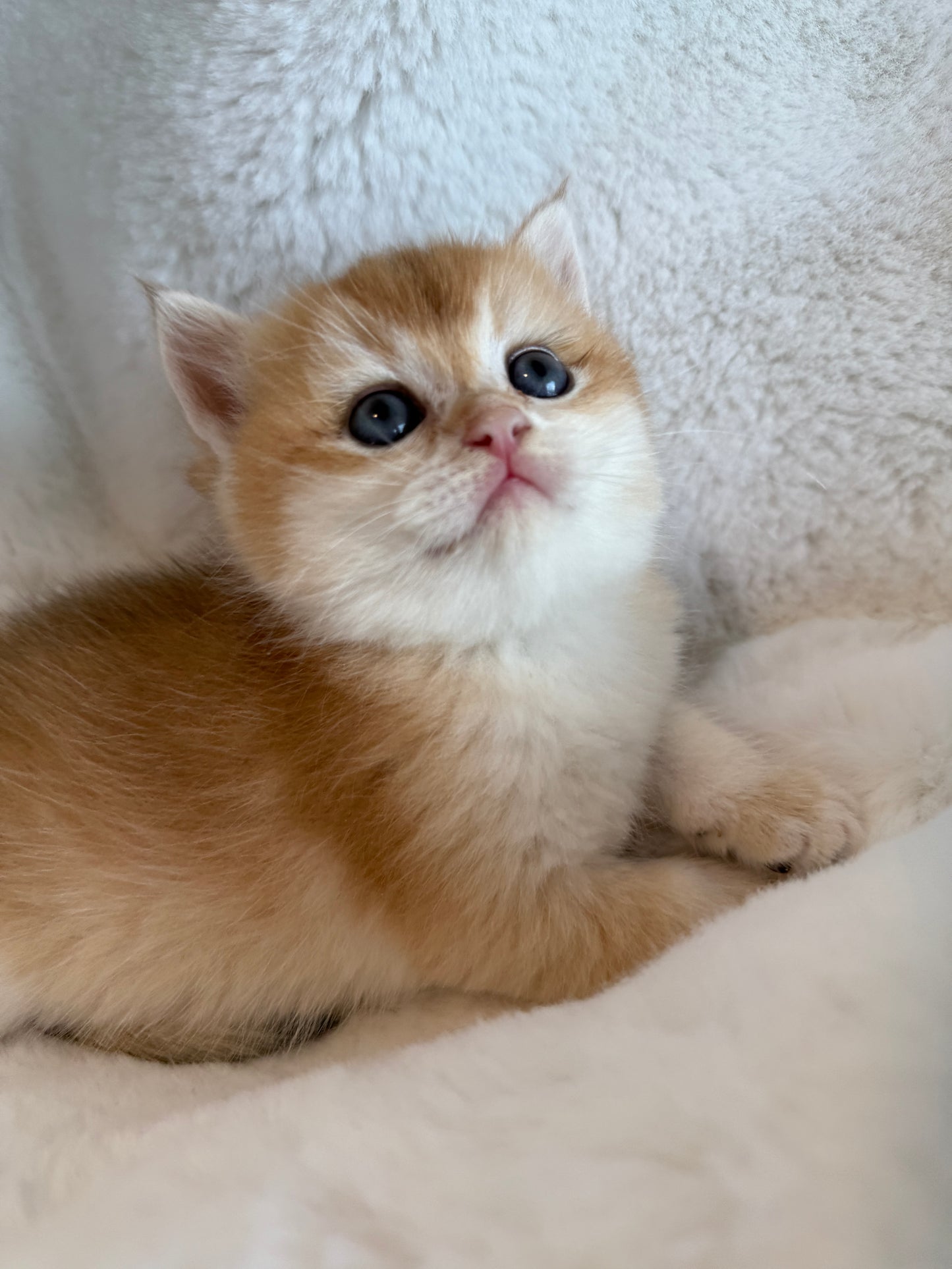 Golden shaded British Shorthair female kitten from TICA registered cat breeder Toronto cattery