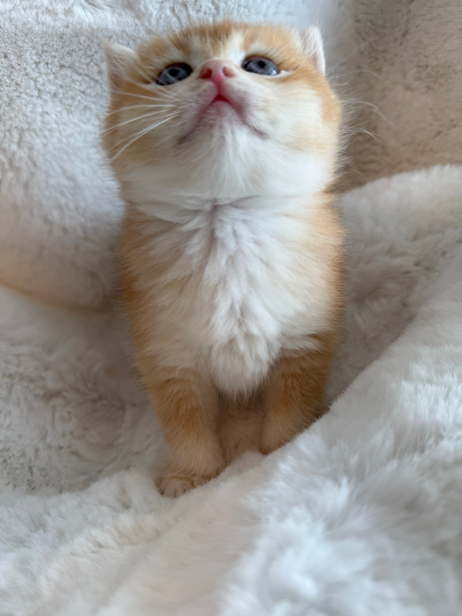 Golden shaded British Shorthair female kitten from TICA registered cat breeder Toronto cattery